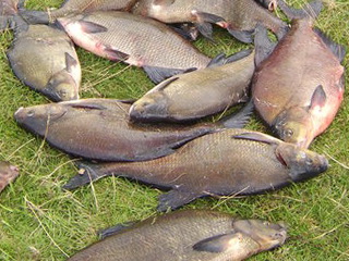 ловля леща в апреле