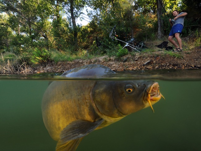 Ловля карпа