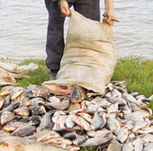 норма вылова рыбы