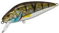 Perch (Asakura)