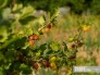 На территории усадьбы произрастают черешня, вишня, абрикос, яблоня, виноград, калина, смородина, малина, облепиха, черноплодная рябина.